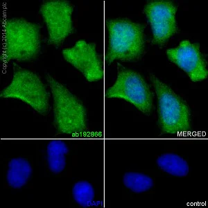 Immunocytochemistry/ Immunofluorescence - Anti-RPLP0 antibody [EP15646] (AB192866)