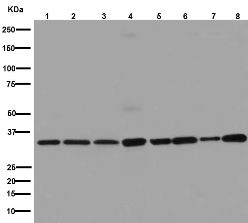 Western blot - Anti-RPLP0 antibody [EP15646] (AB192866)