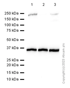 Western blot - Anti-RPLP0 antibody [EP15646] (AB192866)