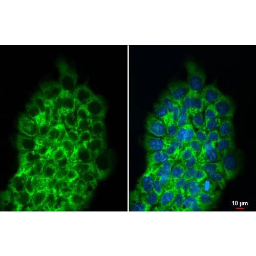 Immunocytochemistry/ Immunofluorescence - Anti-RPLP2 antibody [HL2256] (AB317179)