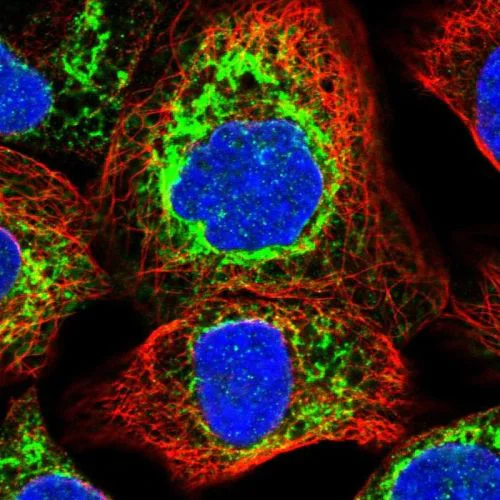 Immunocytochemistry/ Immunofluorescence - Anti-RPN2 antibody (AB244399)