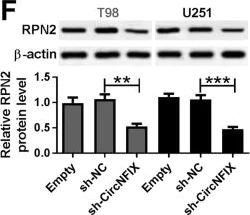 Western blot - Anti-RPN2 antibody (AB244399)