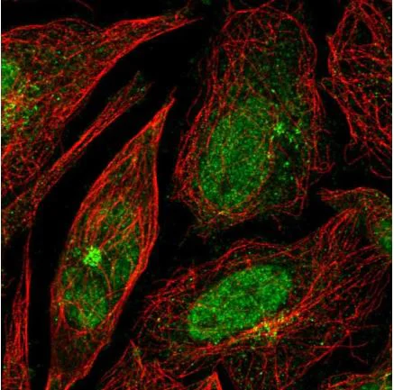 Immunocytochemistry/ Immunofluorescence - Anti-RPP25 antibody (AB126338)