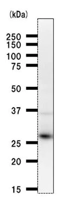 Western blot - Anti-RPP30 antibody [2931D5a] (AB53744)