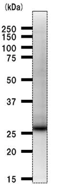Western blot - Anti-RPP30 antibody [2931D5a] (AB53744)
