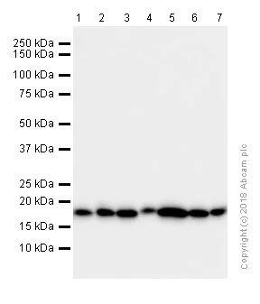 Western blot - Anti-RPS10 antibody [EPR8545] (AB151550)