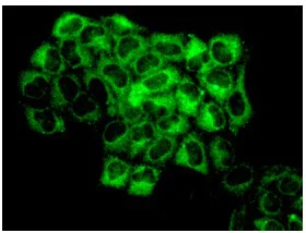 Immunocytochemistry/ Immunofluorescence - Anti-RPS10 antibody [EPR8545] - BSA and Azide free (AB238926)