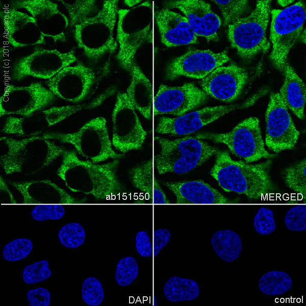 Immunocytochemistry/ Immunofluorescence - Anti-RPS10 antibody [EPR8545] - BSA and Azide free (AB238926)