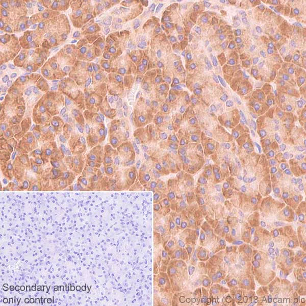 Immunohistochemistry (Formalin/PFA-fixed paraffin-embedded sections) - Anti-RPS10 antibody [EPR8545] - BSA and Azide free (AB238926)