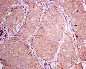 Immunohistochemistry (Formalin/PFA-fixed paraffin-embedded sections) - Anti-RPS10 antibody [EPR8545] - BSA and Azide free (AB238926)