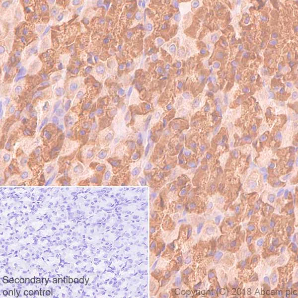 Immunohistochemistry (Formalin/PFA-fixed paraffin-embedded sections) - Anti-RPS10 antibody [EPR8545] - BSA and Azide free (AB238926)