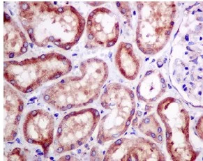 Immunohistochemistry (Formalin/PFA-fixed paraffin-embedded sections) - Anti-RPS10 antibody [EPR8545] - BSA and Azide free (AB238926)