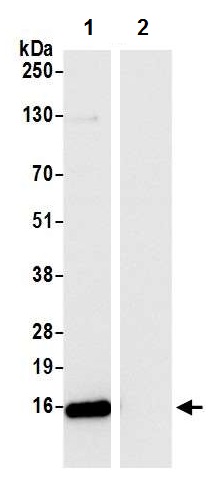 Immunoprecipitation - Anti-RPS12 antibody (AB226358)