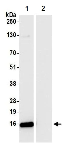 Immunoprecipitation - Anti-RPS12 antibody (AB226358)