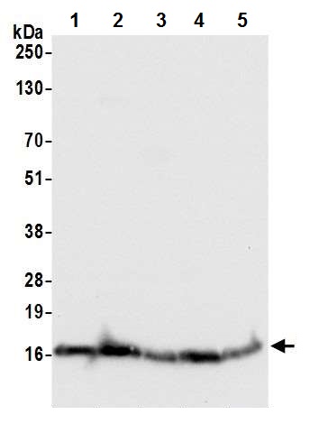 Western blot - Anti-RPS12 antibody (AB226358)