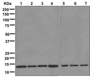 Western blot - Anti-RPS12 antibody [EPR10963] (AB175219)