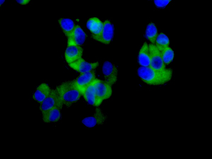 Immunocytochemistry/ Immunofluorescence - Anti-RPS12 antibody [EPR10963] - BSA and Azide free (AB249870), expandable thumbnail