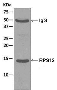 Immunoprecipitation - Anti-RPS12 antibody [EPR10963] - BSA and Azide free (AB249870), expandable thumbnail