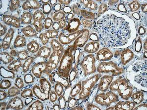 Immunohistochemistry (Formalin/PFA-fixed paraffin-embedded sections) - Anti-RPS12 antibody [EPR10964(B)] (AB167428)