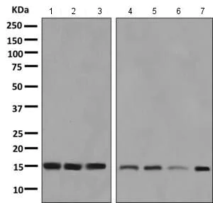 Western blot - Anti-RPS12 antibody [EPR10964(B)] (AB167428)