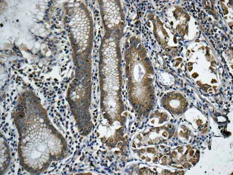 Immunohistochemistry (Formalin/PFA-fixed paraffin-embedded sections) - Anti-RPS12 antibody [EPR10964(B)] - BSA and Azide free (AB249439)
