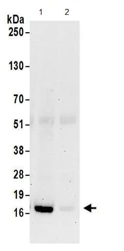 Immunoprecipitation - Anti-RPS14 antibody (AB174661)
