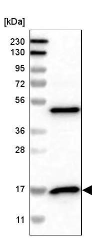 Western blot - Anti-RPS14 antibody (AB246916)