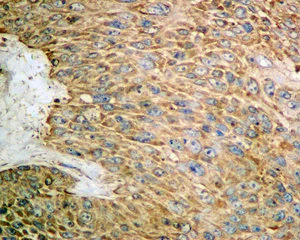 Immunohistochemistry (Formalin/PFA-fixed paraffin-embedded sections) - Anti-RPS15 antibody [EPR11104] (AB157193)