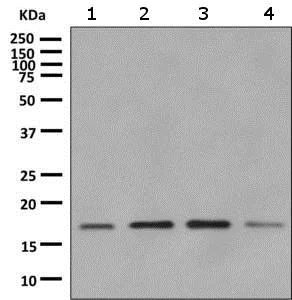 Western blot - Anti-RPS15 antibody [EPR11104] - BSA and Azide free (AB249301)