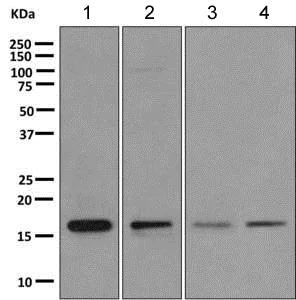 Western blot - Anti-RPS15 antibody [EPR11105] - BSA and Azide free (AB249457)