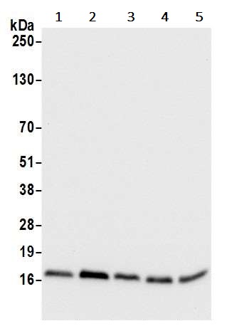 Western blot - Anti-RPS15A antibody (AB241420)