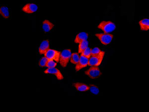 Immunocytochemistry/ Immunofluorescence - Anti-RPS16 antibody [EPR11755] - BSA and Azide free (AB250022), expandable thumbnail