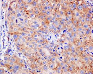 Immunohistochemistry (Formalin/PFA-fixed paraffin-embedded sections) - Anti-RPS16 antibody [EPR11755] - BSA and Azide free (AB250022), expandable thumbnail