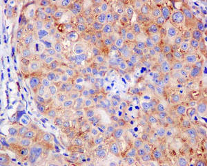 Immunohistochemistry (Formalin/PFA-fixed paraffin-embedded sections) - Anti-RPS16 antibody [EPR11755] - BSA and Azide free (AB250022)