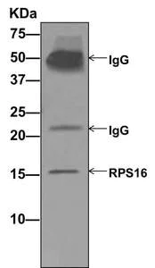 Immunoprecipitation - Anti-RPS16 antibody [EPR11755] - BSA and Azide free (AB250022)