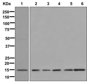 Western blot - Anti-RPS16 antibody [EPR11755] - BSA and Azide free (AB250022)