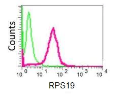 Flow Cytometry (Intracellular) - Anti-RPS19 antibody [EPR10422] - BSA and Azide free (AB249237)