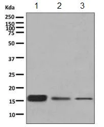 Western blot - Anti-RPS19 antibody [EPR10422] - BSA and Azide free (AB249237)