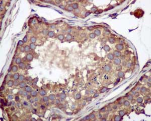 Anti-RPS19 antibody [EPR10423]