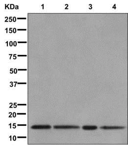 Western blot - Anti-RPS19 antibody [EPR10423] - BSA and Azide free (AB250491)