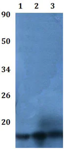 Western blot - Anti-RPS19BP1/AROS antibody (AB201091)