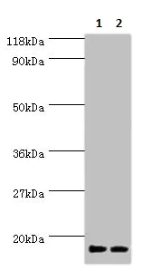 Western blot - Anti-RPS19BP1/AROS antibody (AB236598)