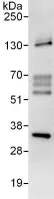 Immunoprecipitation - Anti-RPS2 antibody (AB137889)