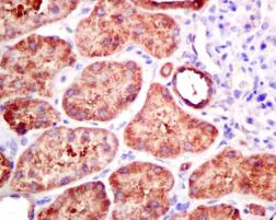 Immunohistochemistry (Formalin/PFA-fixed paraffin-embedded sections) - Anti-RPS2 antibody [EPR10834(B)] - BSA and Azide free (AB249215)