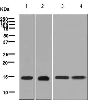Western blot - Anti-RPS20 antibody [EPR8716] (AB133776)