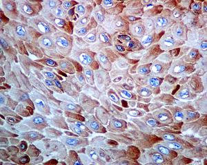 Immunohistochemistry (Formalin/PFA-fixed paraffin-embedded sections) - Anti-RPS20 antibody [EPR8716] - BSA and Azide free (AB240081), expandable thumbnail