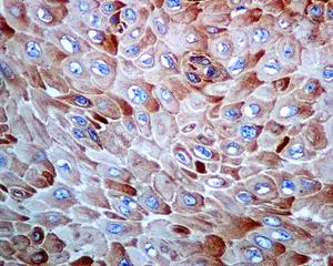 Immunohistochemistry (Formalin/PFA-fixed paraffin-embedded sections) - Anti-RPS20 antibody [EPR8716] - BSA and Azide free (AB240081)