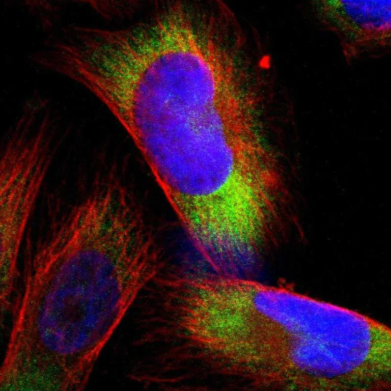 Immunocytochemistry/ Immunofluorescence - Anti-RPS21 antibody (AB254670)