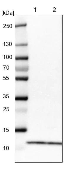 Western blot - Anti-RPS21 antibody (AB254670)