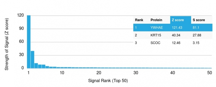 Protein Array - Anti-RPS23 antibody [CPTC-YWHAE-1] (AB268130), expandable thumbnail